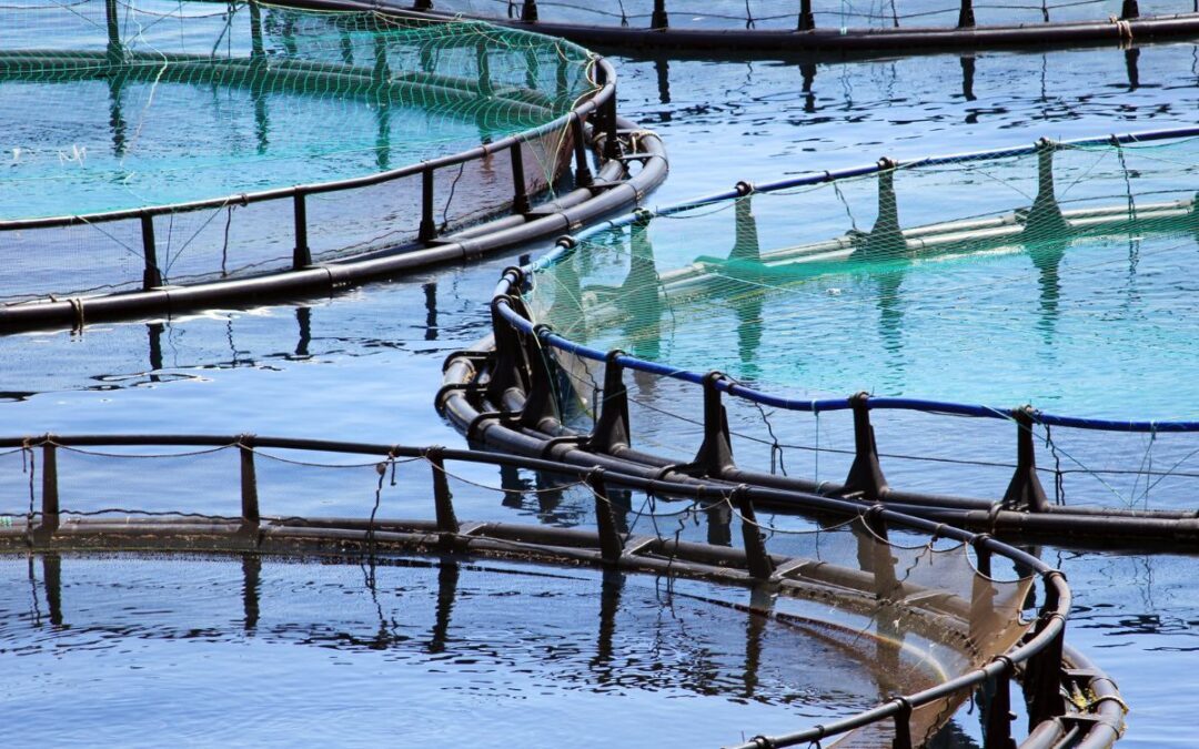 Potentiel des algues en aquaculture