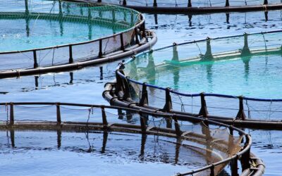 Seaweed potential in aquaculture